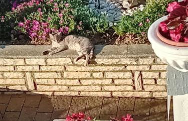 Apartments Panorama view Zeljko Scerbe - Foto 75