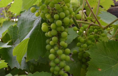 Les Bruyeres Gite - Foto 13