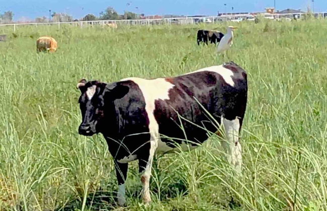 Rajana Bungalow - Ulcinj - Foto 11