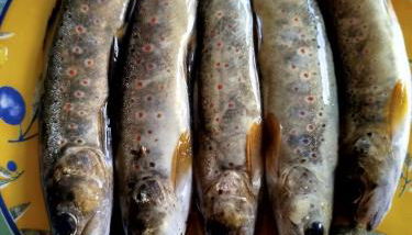 Lou camparol - Foto 2