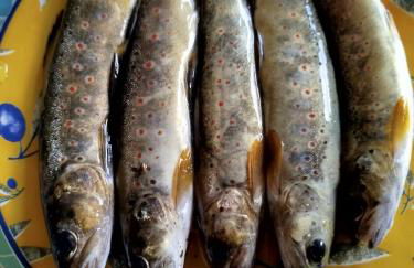 Lou camparol - Foto 2