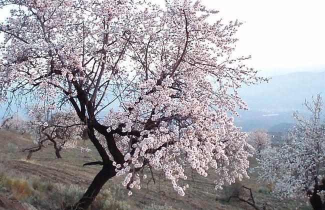 Las Chimeneas - Foto 45