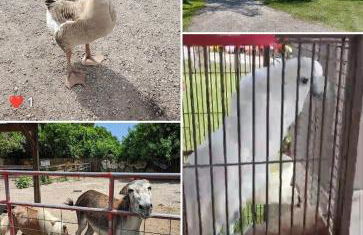 Beach Cottage - Foto 12