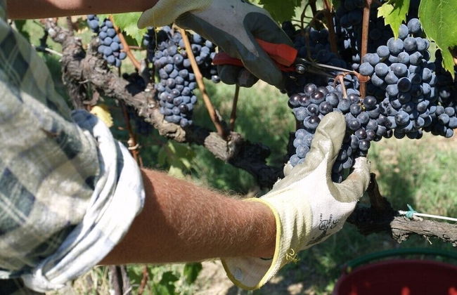 Agriturismo Poggiopiano - Photo 41