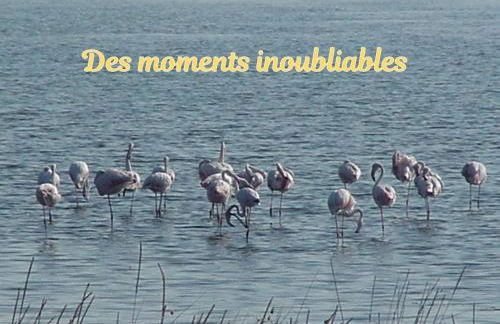 Superbe Villa 5 étoiles Presqu'Île de Giens la Madrague Rita la Villa d'Or vue mer piscine - Foto 47