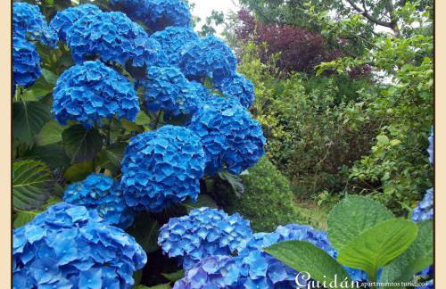 Apartamentos Guidan - Foto 25