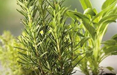 Agriturismo Il Colletto - Foto 19