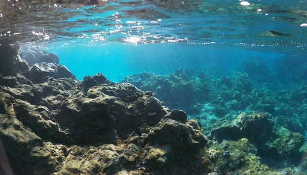 Contemplando i paesaggi sottomarini della zona