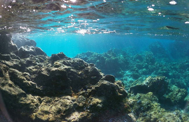 Adeje Coast Lava Tongue Snorkelling - Photo 3