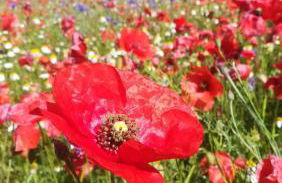 La casa di Mastro Ivetto - Foto 11