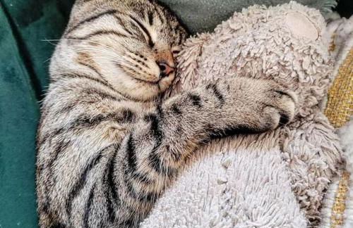 Chez Chapelle in the heart of the Gascony with pool, pets welcome! - Photo 35