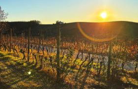 Tenuta Agricola La Cava- Cantina e Agriturismo - Foto 5