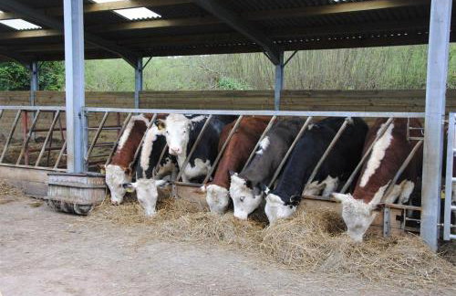 The Teddy House - Foto 23