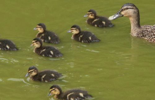 Gîtes Domaine de la Rochère - Foto 22