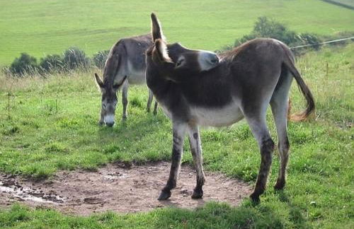 Chalet in Germany With Fireplace & Terrace - Foto 30