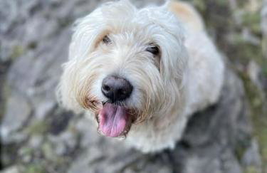 Large Historic Farmhouse in Rhondda Valley Perfect for Groups with Hot Tub - Foto 51