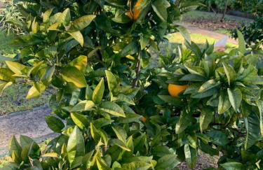 Le Domaine de l’Orangeraie - Foto 38