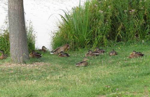 Ferienwohnung Mia - Foto 46