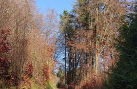 Eifelvilla Urbigkeit - Foto 14