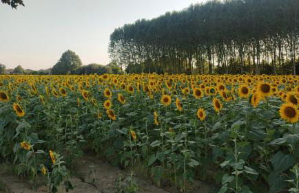 La Maison de André - Foto 35
