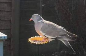 Private Lodge close to beaches and Goodwood - Photo 9