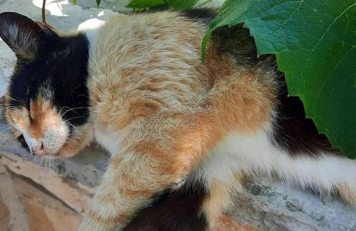 Apartmani Lada, Rogač, otok Šolta - Foto 42