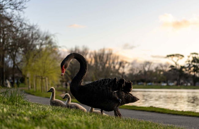 Melbourne Skydeck, Sovereign Hill y Jardín Botánico de Ballarat - Foto 7