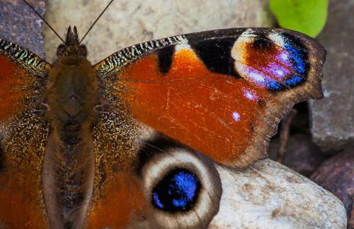 Siedlisko Przy Lesie Alpaka 3 - Foto 67