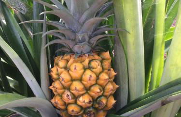 FINCA LA PLANTACIÓN _Agroturismo - Foto 38