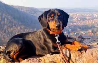 Ferienwohnung Schwarzer Hirsch - Foto 18