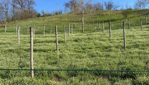 Casa Tincana - Foto 5, Garden view