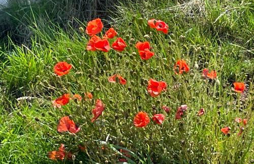 The Downs, Thurlestone, South Devon, close to several beaches - Foto 17