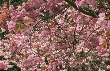 Carlogie House - Foto 42