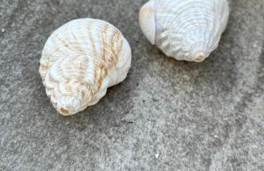 ΚΟΧΥΛΙ - Foto 1