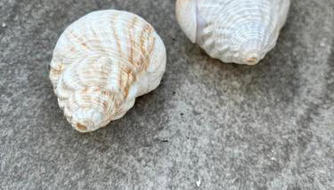 ΚΟΧΥΛΙ - Foto 1