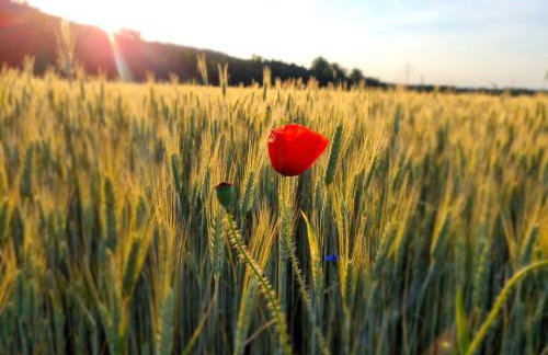 Drewniany dom w brzozowisku - Foto 71