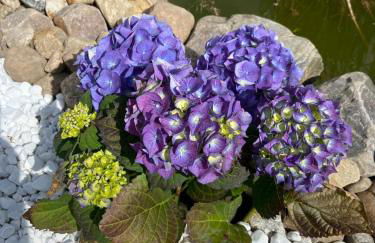 Ferienhaus bei Engel - Foto 34