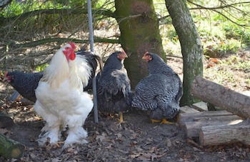 Ottenskamp4 en Het Achterhuis - Photo 60