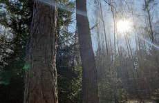 sosnowelowe - Foto 46