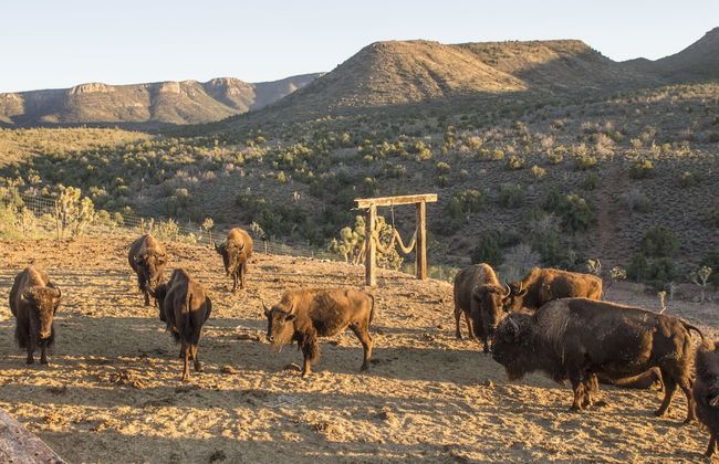 Grand Canyon Western Ranch - Foto 54