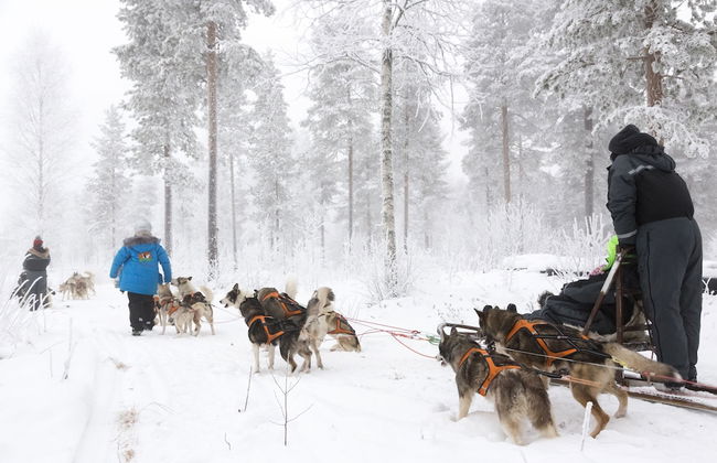 Ranua Resort Arctic Igloos - Foto 28