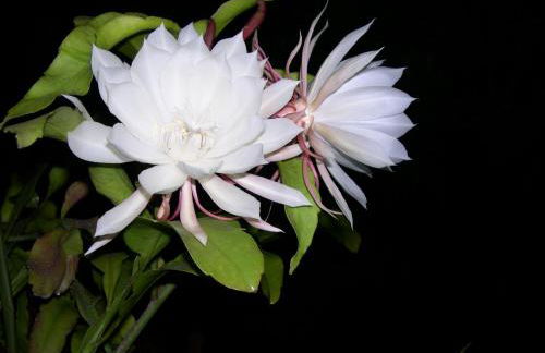 Residence Santa Maria Suites - Foto 50