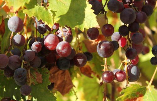 Château de Peyrolles - Photo 9