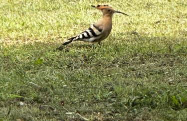 Choubello Gite classé 4 étoiles - Foto 10