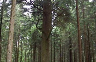 Ferienwohnung Schwarzwaldblick - Photo 34