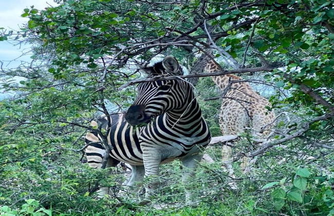Holiday Home in Hoedspruit With Private Pool - Photo 37