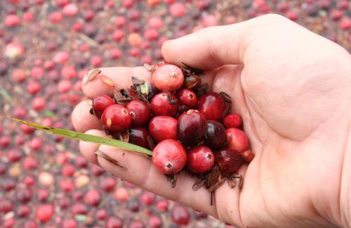 Cape Escape Chatham 5 Star Beach Chic 5 Min Walk to Beach-Newly Renovated Private Retreat AC - Foto 43