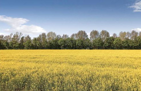 Meeresbrise - Foto 29