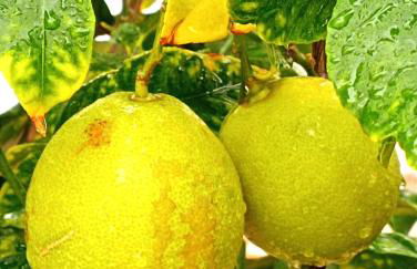 Casa Shyshka country cottage - Foto 21