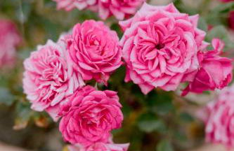 Borgo Sant'Ambrogio - Resort - Photo 64